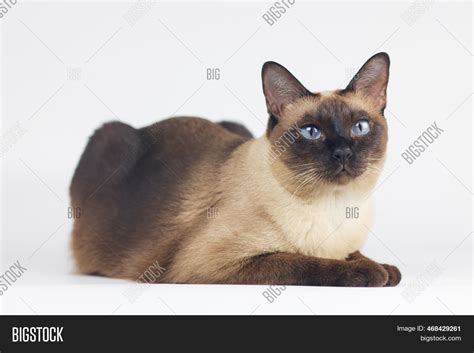 Siamese Cat Blue Eye Image & Photo (Free Trial) | Bigstock