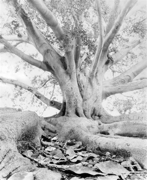 California Fig Tree Photograph by John Gilroy - Fine Art America