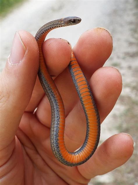 Red-bellied Snake on Driving Trail | Snake, Reptiles, Reptiles and amphibians