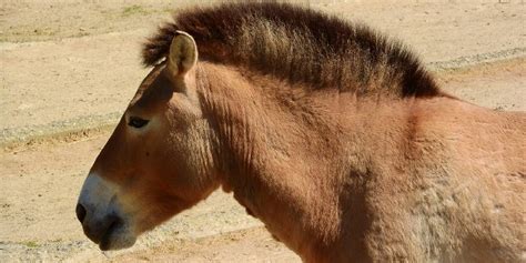 What Is The Przewalski’s Horse? A Detailed Guide – Insider Horse ...