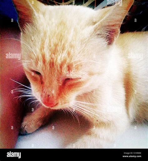 brown cat sleeping Stock Photo - Alamy