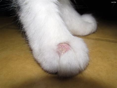 Ringworm in Cats: What Are the Signs and How Is It Treated? - PetHelpful