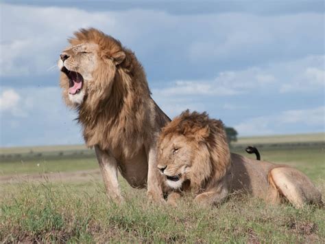 Male Lion Hunting Zebra