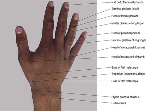 wrist boney anatomy