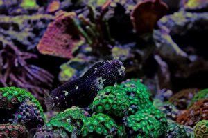 Starry Blenny aquarium care guide--Saltwater Aquarium Blog