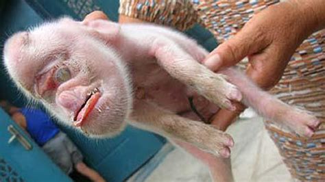 Bizarre Monkey Pig Hybrid Born In Cuba - YouTube