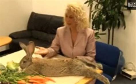 Meet Darius: The World’s Largest Rabbit [Video]