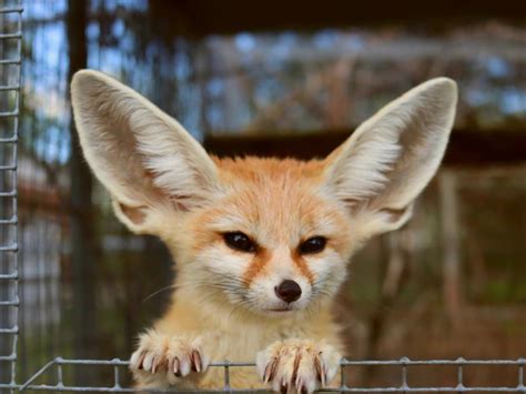 Should You Keep a Fennec Fox (Desert Fox) as a Pet?