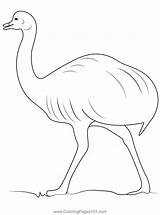 Albino Emu Coloring Page For Kids  Free Emus Printable Pages sketch template