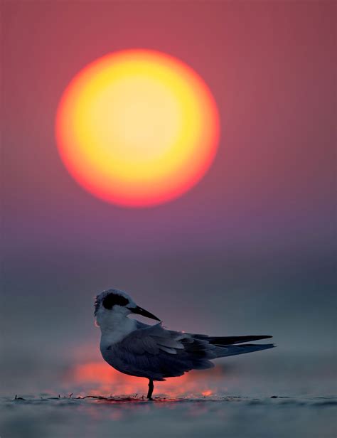 Gallery: Sunset on the Jersey Shore | Living Bird | All About Birds