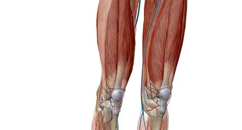 Premium Photo | The knee is a modified hinge joint which permits ...