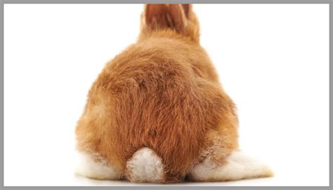 Rabbit Tail Amazing Facts About Interesting Facts