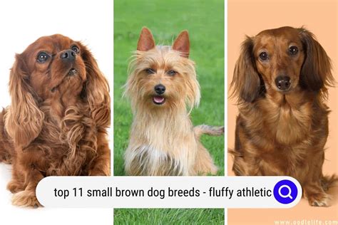 Top 11 Small Brown Dog Breeds (With Photos) Fluffy Athletic - Oodle Life