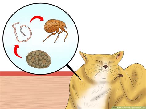 Tapeworm Symptoms In Cats