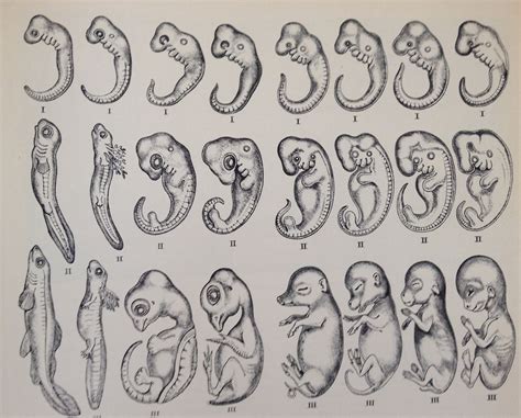 Ontogeny recapitulates phylogeny | Embryonic development, Fish drawings ...