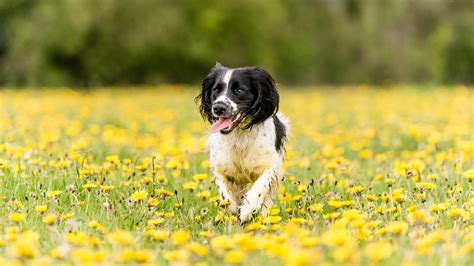 Harvest Mites on Dogs: Everything You Need to Know - Lintbells