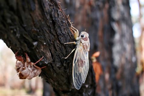 Yes, Cicadas Are Safe To Eat — And They’re Actually Tastier Than Other Bugs – Press Room ...