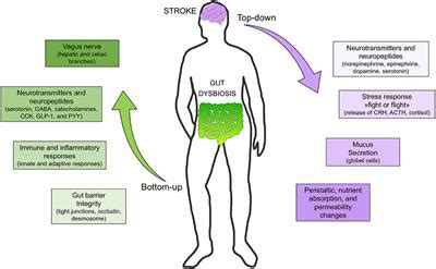 Frontiers | Gut Microbiota in Acute Ischemic Stroke: From Pathophysiology to Therapeutic ...
