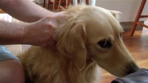 Dog getting neck massage says "Don't stop!" - YouTube