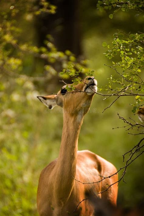 Impala eating stock photo. Image of environment, herbivore - 20815010