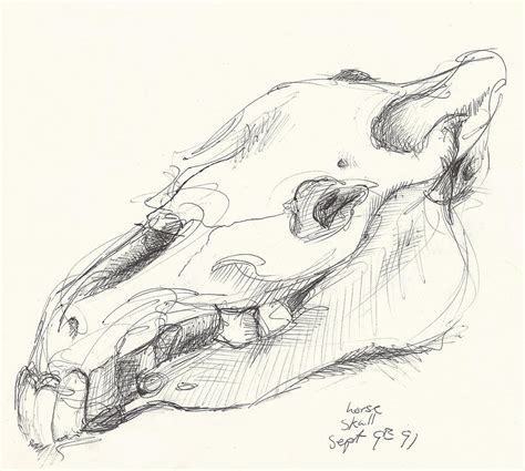 Horse Skull study Drawing by Melinda Dare Benfield - Fine Art America