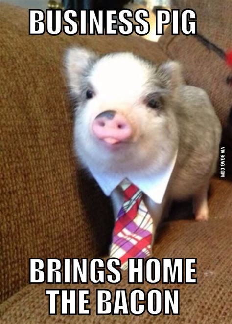 Business pig - 9GAG