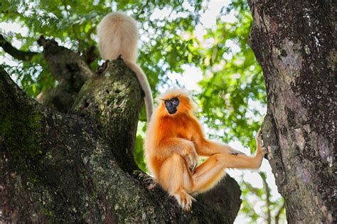 Golden Langur Stock Photos, Pictures & Royalty-Free Images - iStock