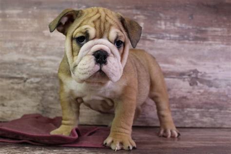 Fawn English Bulldog Puppies For Sale Color Guide (2024) -Bruiser Bulldogs