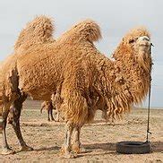 Fluffy Camel (@CamelFluffy) | Twitter