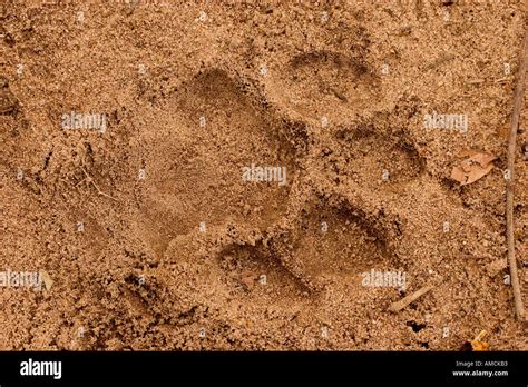 Bengal tiger - track in sand / panthera tigris tigris Stock Photo - Alamy