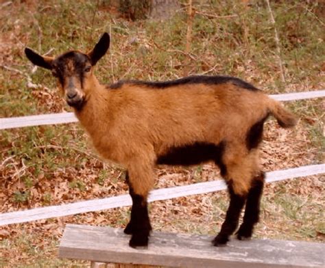 Everything You Need to Know About the Oberhasli Goat | Goats, Angora goats, Cute goats