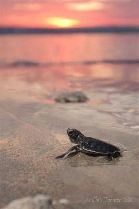 Turtle with Sunset Baby Sea Turtles, Cute Turtles, Green Sea Turtle ...