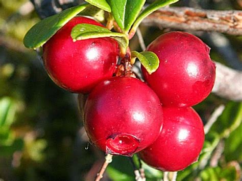 OMGWTFFUNFACTS: The Truth About Dingle-berries