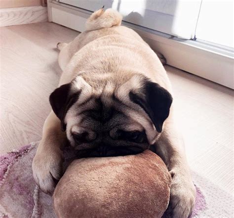 You just make yourself comfortable buddy! | Pug sleeping, Cute pugs, Pugs