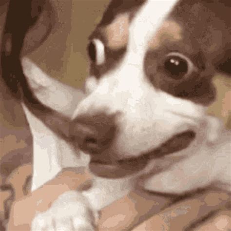 Dog Surprised GIF - Dog Surprised No - Discover & Share GIFs