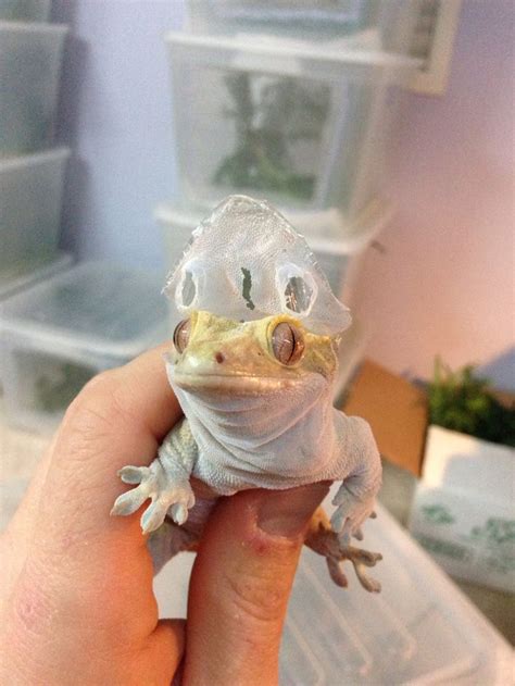 Crested Gecko Funny shed! | Crested gecko funny, Cute reptiles, Cute lizard