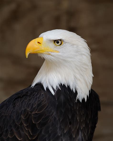 File:Bald Eagle Portrait.jpg - Wikipedia