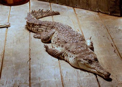 Orinoco Crocodile Facts and Pictures | Reptile Fact