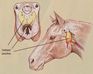 Guttural pouch disorders – Large Animal Surgery – Supplemental Notes