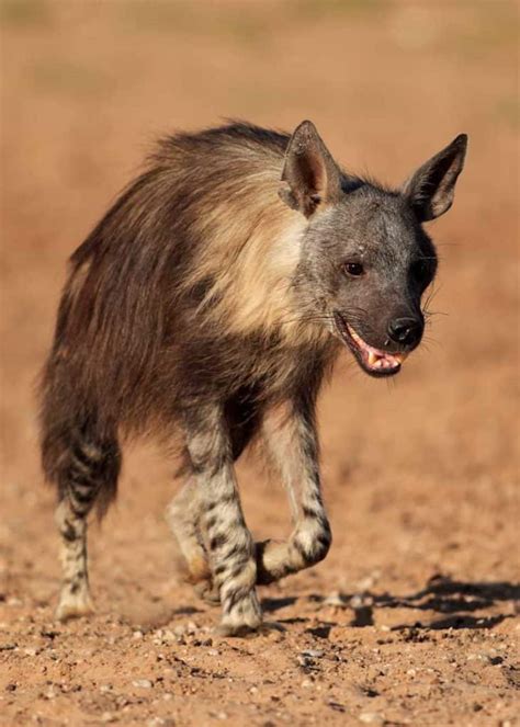 22 Brown Hyena Facts: Habitat, Diet, Strandwolf Size | Storyteller Travel