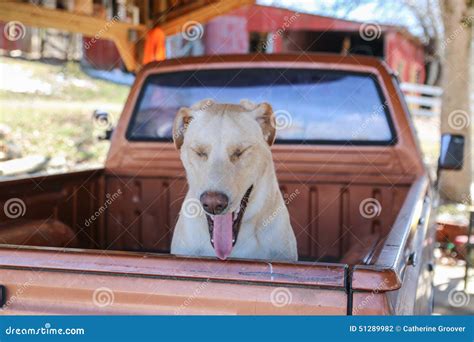 Dog in Truck Bed stock photo. Image of yawning, sunny - 51289982