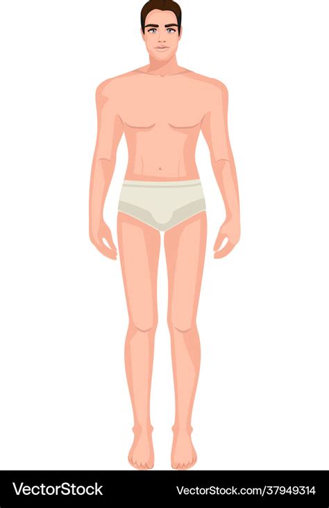 Diagram male body Royalty Free Vector Image - VectorStock