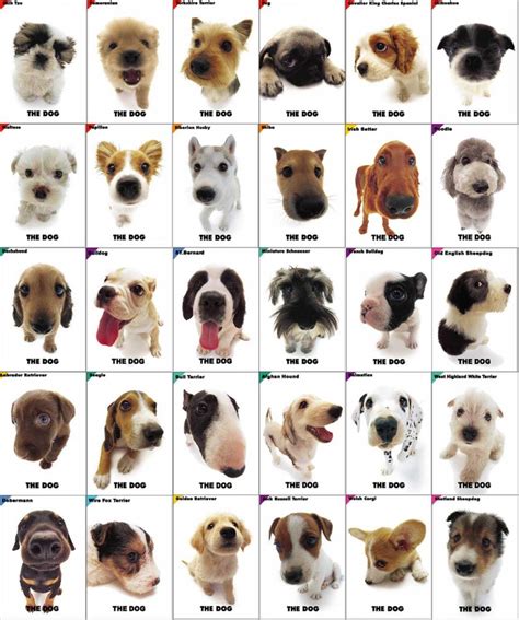 Toutes races de chiens de petite taille – Chien bonheur