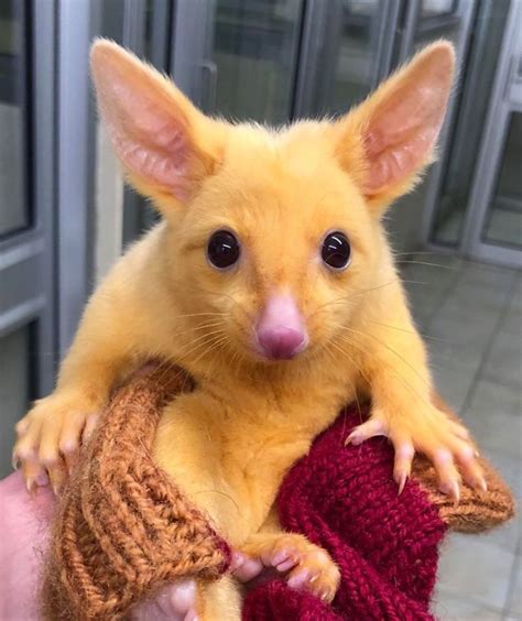 Australian Vets Rescue A Rare Golden Possum That Looks Just Like A ...