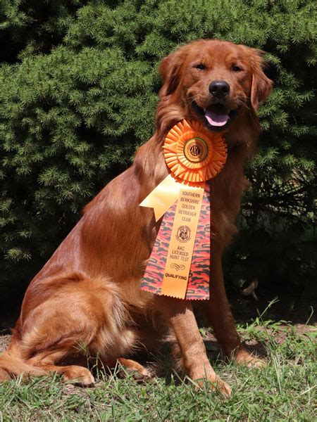 Red Golden Retriever Puppies - New Jersey - Red Bank Goldens