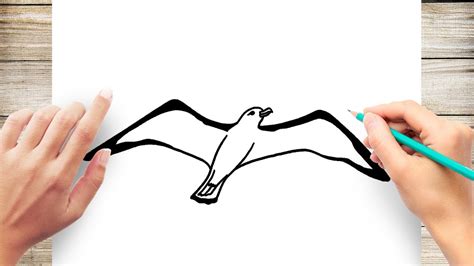 How to Draw a Albatross Step by Step - YouTube