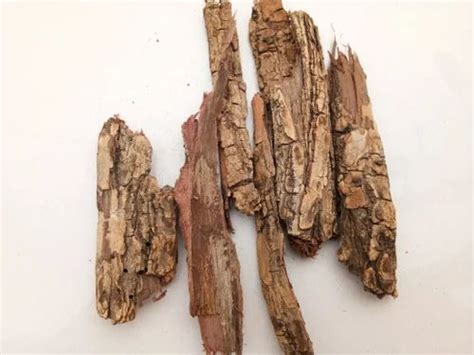 Arjun Bark. Terminalia arjuna at Rs 28/kilogram | New Items in Vadodara ...