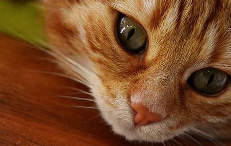 Royalty-Free photo: Macro shot of orange tabby cat | PickPik