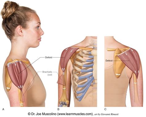 Posterior Deltoid Muscle