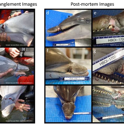 External body images prior to necropsy demonstrating multiple shark... | Download Scientific Diagram